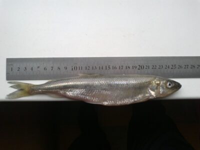 European smelt — Kuršių