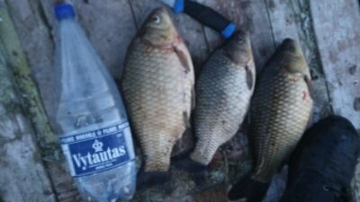 Prussian carp ×3 — Nevėžis