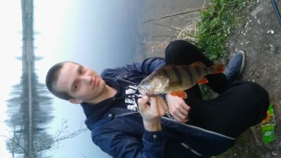 Eurasian perch, 0.5 kg — Antakalnio II-asis
