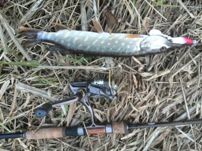 Northern Pike ×2 — Neman River