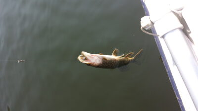 Northern Pike ×2 — Šlavantas