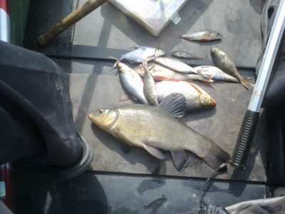 Tench ×12 — Girdžių