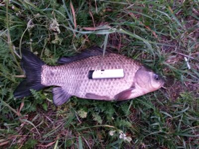 Crucian carp