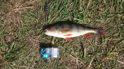 Eurasian perch — Baltrušaičių