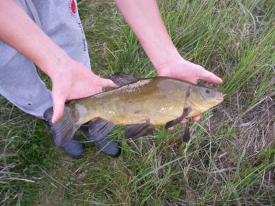 Tench