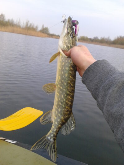 Northern Pike, 0.6 kg
