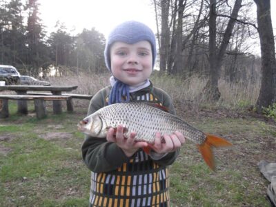 Roach, 0.8 kg — Ilgis