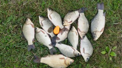 Crucian carp ×12 — Pailių