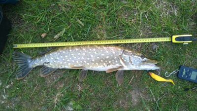 Northern Pike, 1.6 kg