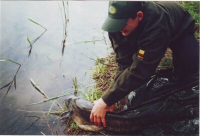 Wels catfish, 6.0 kg — Ilgis