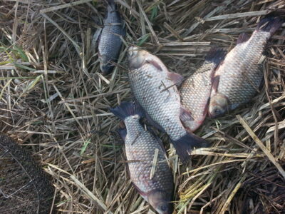 Prussian carp ×5 — Pailių