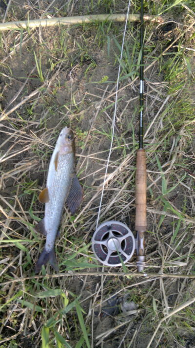 Grayling