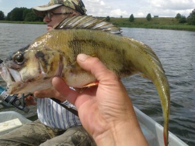 Eurasian perch, 0.7 kg — Juodupėnų