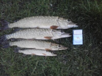Northern Pike ×4