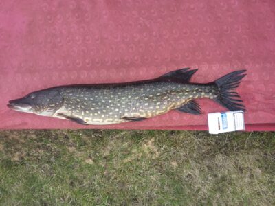 Northern Pike, 2.7 kg