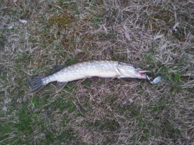 Northern Pike, 0.6 kg