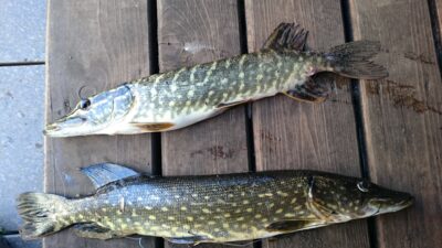 Northern Pike, 1.0 kg