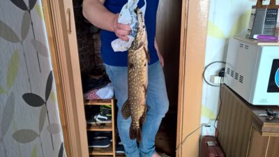 Northern Pike, 1.3 kg