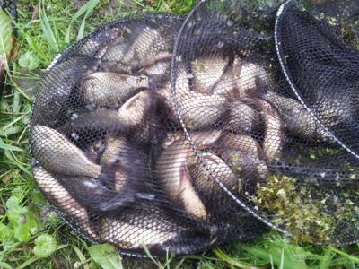 Crucian carp ×50 — Dirvonai