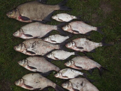 Carp bream ×13 — Alovės