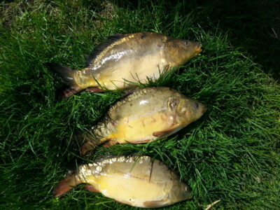 Carp ×3 — Pikeliškiai