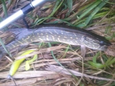 Northern Pike — Neris River