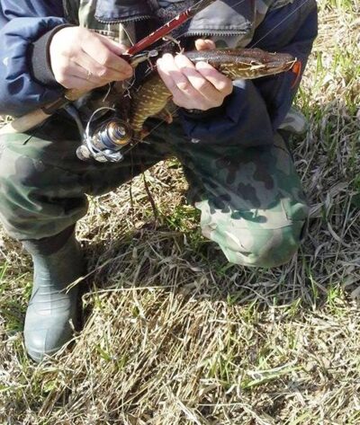 Northern Pike, 0.7 kg — Neris River