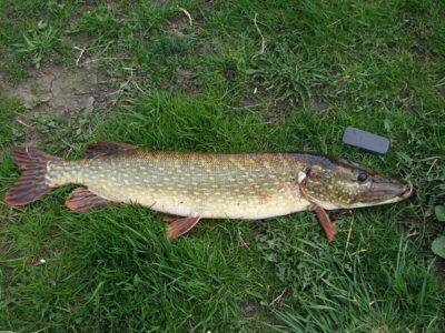 Northern Pike, 5.6 kg — Шешупе