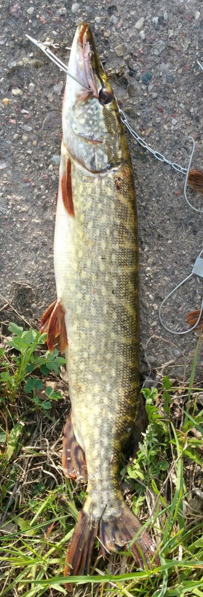 Northern Pike, 2.1 kg — Elektrėnai reservoir