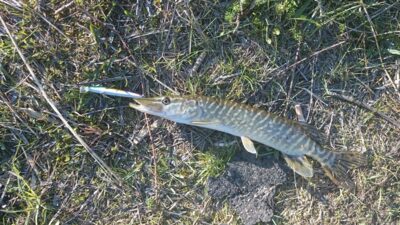 Northern Pike, 0.3 kg