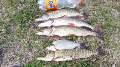 Northern Pike ×4 — Kriauna