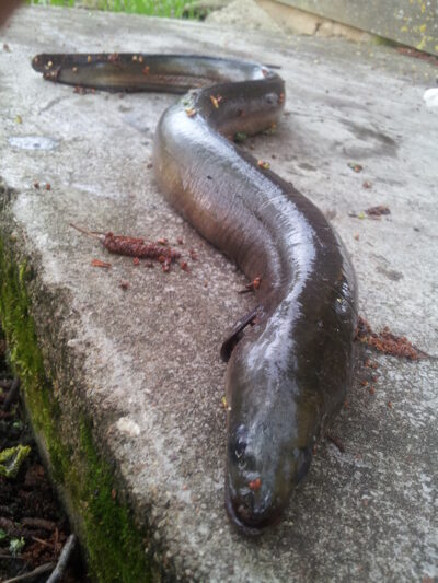 European eel, 1.3 kg — Ilmėdas