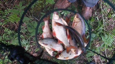 Roach ×5 — Kaunas reservoir