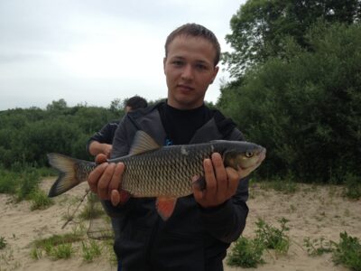 chub, 1.3 kg — Minija