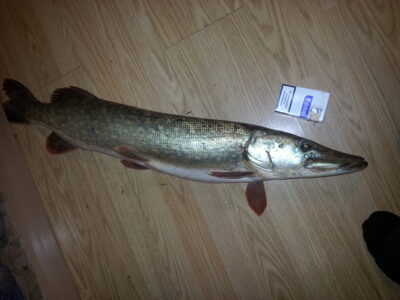Northern Pike, 4.1 kg — Neman River