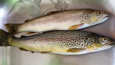 Brown Trout ×2 — Meðafellsvatn