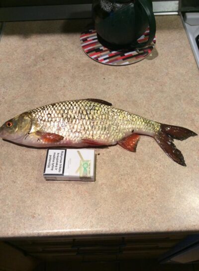 Roach, 0.7 kg — Ilgis