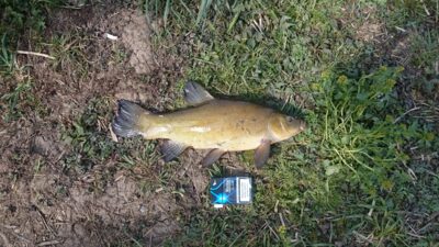 Tench — Baltrušaičių