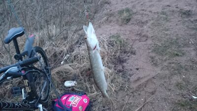 Northern Pike, 0.3 kg
