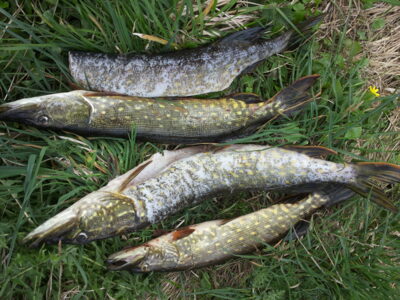Northern Pike ×6 — Jotainių