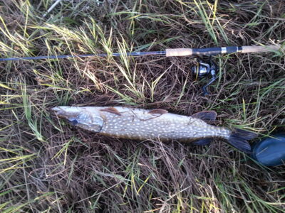 Northern Pike, 3.0 kg — Pamarukas