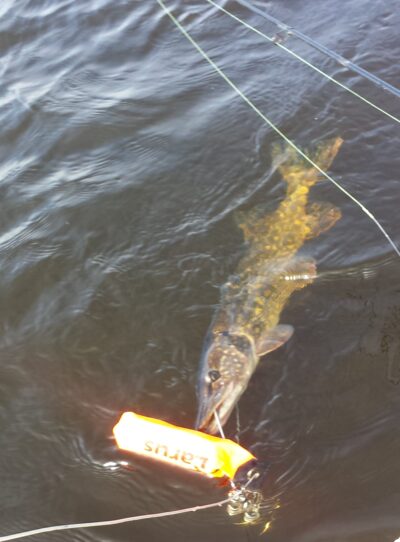 Northern Pike, 1.5 kg — Pikeliškiai