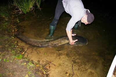 Wels catfish, 60.0 kg — Ilgis
