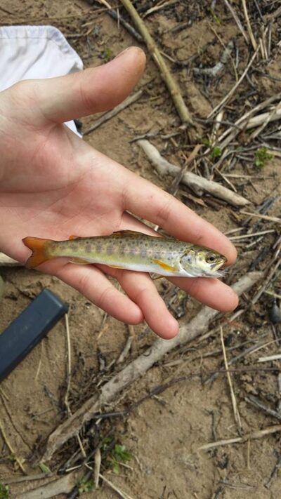 Brown Trout — Minija