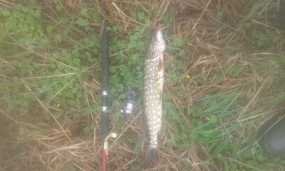 Northern Pike — Šventoji