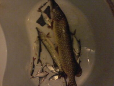 Northern Pike, 3.7 kg