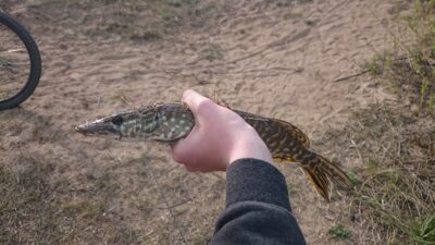Northern Pike, 0.3 kg