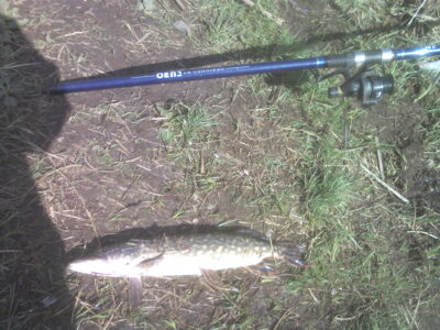 Northern Pike — Janušonių