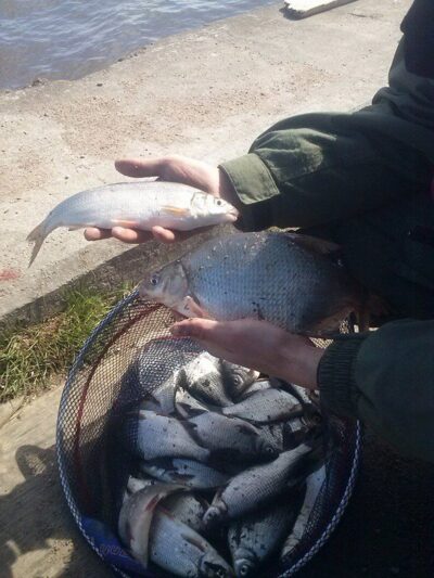 Carp bream ×3 — Kuršių