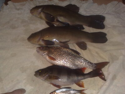 Tench ×2 — Žagarės